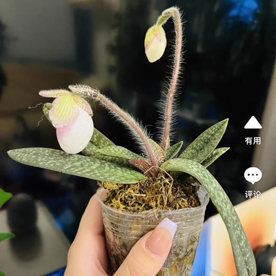 新鲜玉女硬叶拖鞋兰 金童硬叶兜兰 柔毛兜兰 石斛兰 玉女兜兰整颗