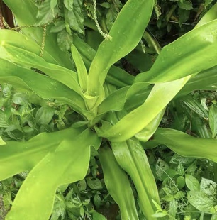 新鲜罗裙带 十八学士 文殊兰 枝叶500g包邮