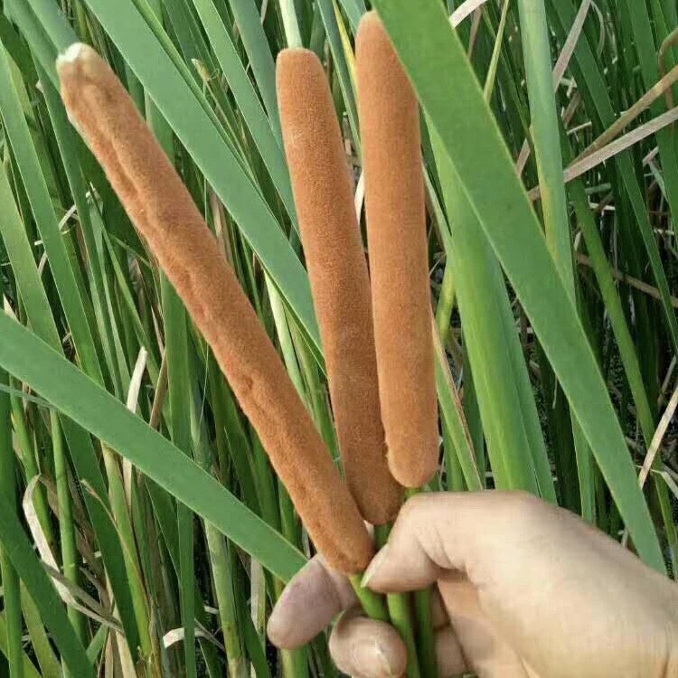 香蒲绒 枕芯蒲棒 蒲绒苗