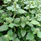 苦地胆筋骨草 新鲜白毛夏枯草 500g 青鱼胆草 苦草 散血草 破血丹