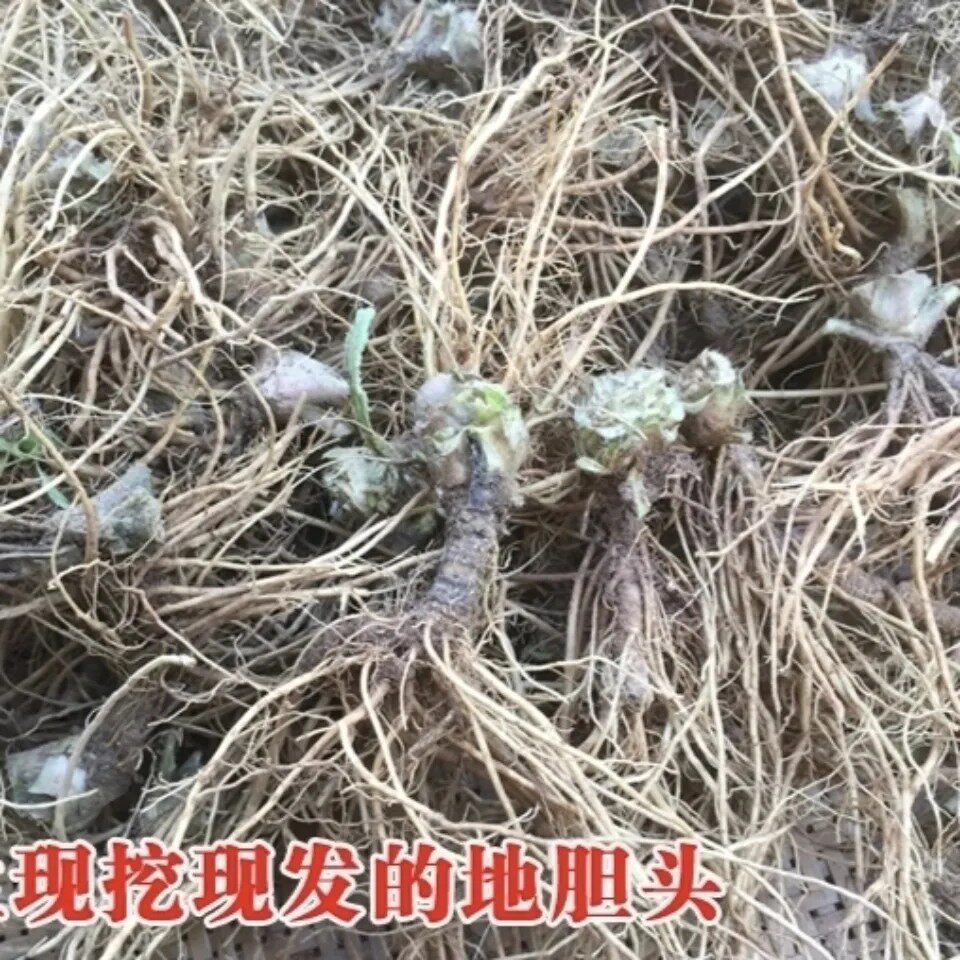 新鲜红花地胆头 苦地胆头 丁茄夫 坐地娘 地胆草根 纯根500g