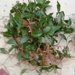 新鲜平地木 千年不大矮地茶 不出林叶底珠叶下红紫金牛四叶茶500g