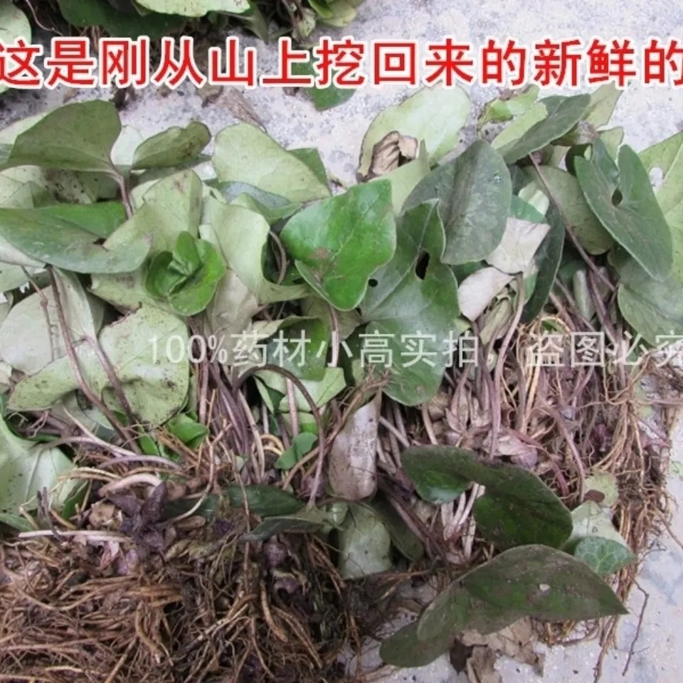 新鲜南细辛 马蹄香 马蹄细辛 土细辛 杜衡 全草500g包邮