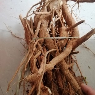 新鲜路边青 鲜活路边青根 生大青叶根 湿臭大青根 纯根500g包邮