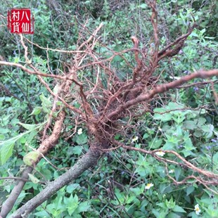 新鲜地桃花根 肖梵天花根 拦路虎根 野棉花根 纯根500g包邮