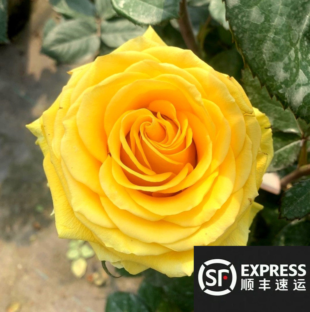 苏格兰黄油玫瑰花月季花苗特大切花盆栽四季灌木庭院阳台花卉植物