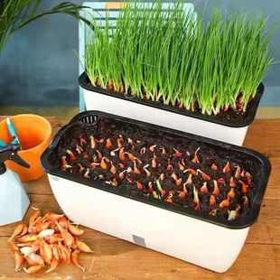 四季小香葱种子种头苗葱种孑小葱种籽红葱头红头阳台蔬菜盆栽火葱