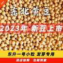 东北大豆发芽打豆浆专用豆腐农家自种2023新黄豆东升一号5斤小粒