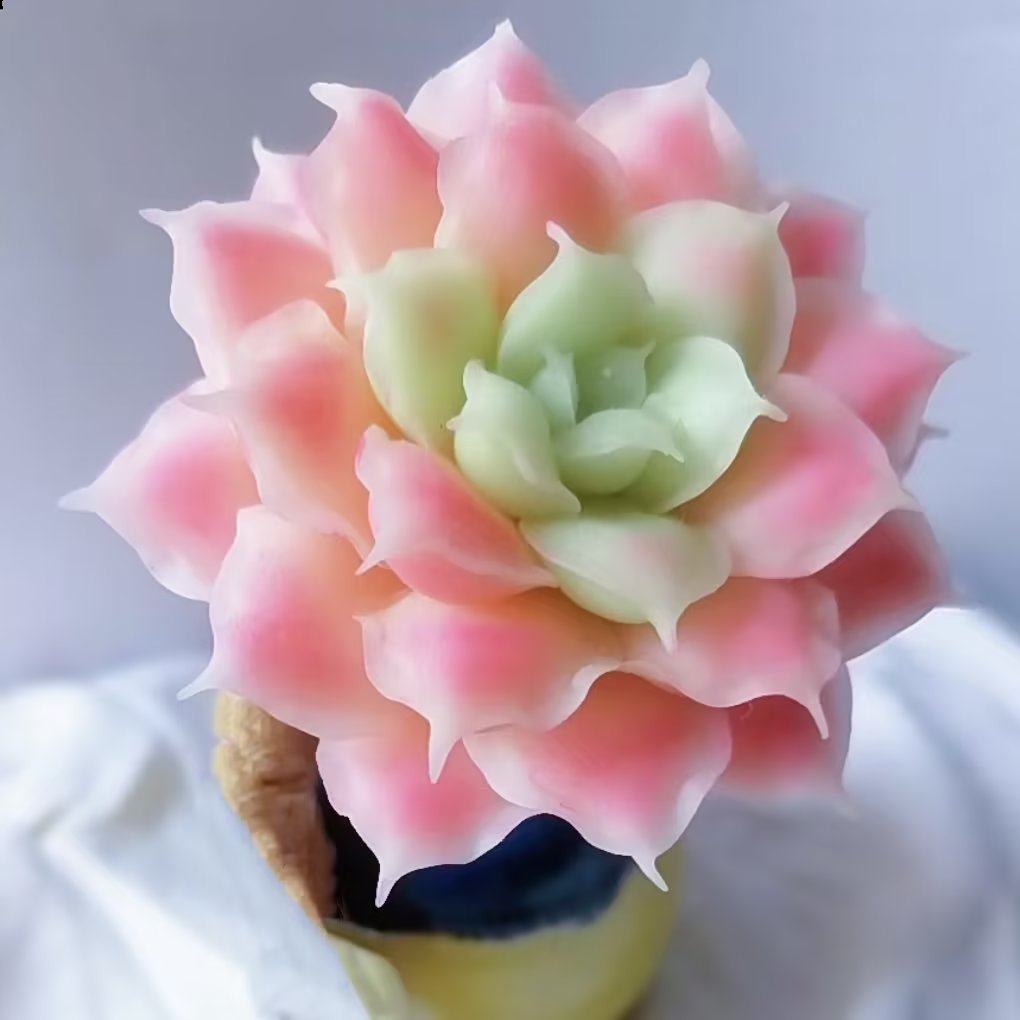 高端精品豪华韩货多肉植物水晶虾球办公室阳台美观防辐射盆栽绿植