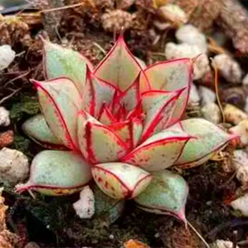 非常办公桌花卉防辐射