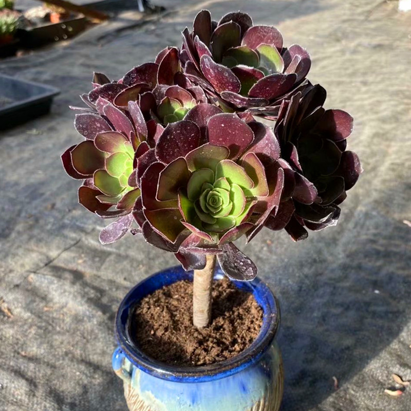 绿植稀有品种阳台防辐射多肉植物