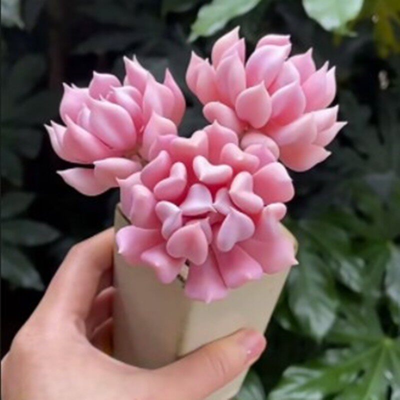 超大好养多肉植物粉精灵老桩多头室内阳台防辐射绿植精品花卉盆栽