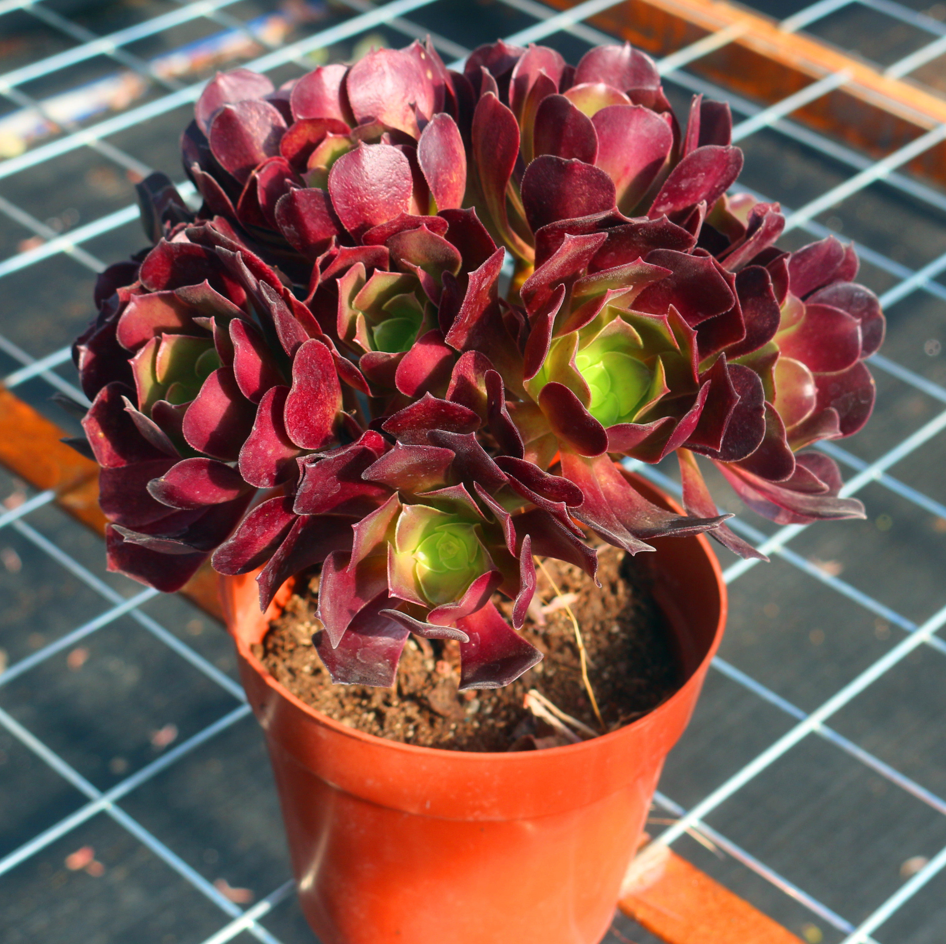 超大紫羊绒法师老桩室内阳台景观绿植防辐射花卉带盆栽好稀有品种