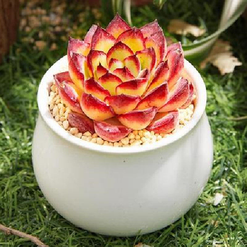 进口果冻红边灵影多肉植物稀有品种办公室桌面美观防辐射盆栽绿植