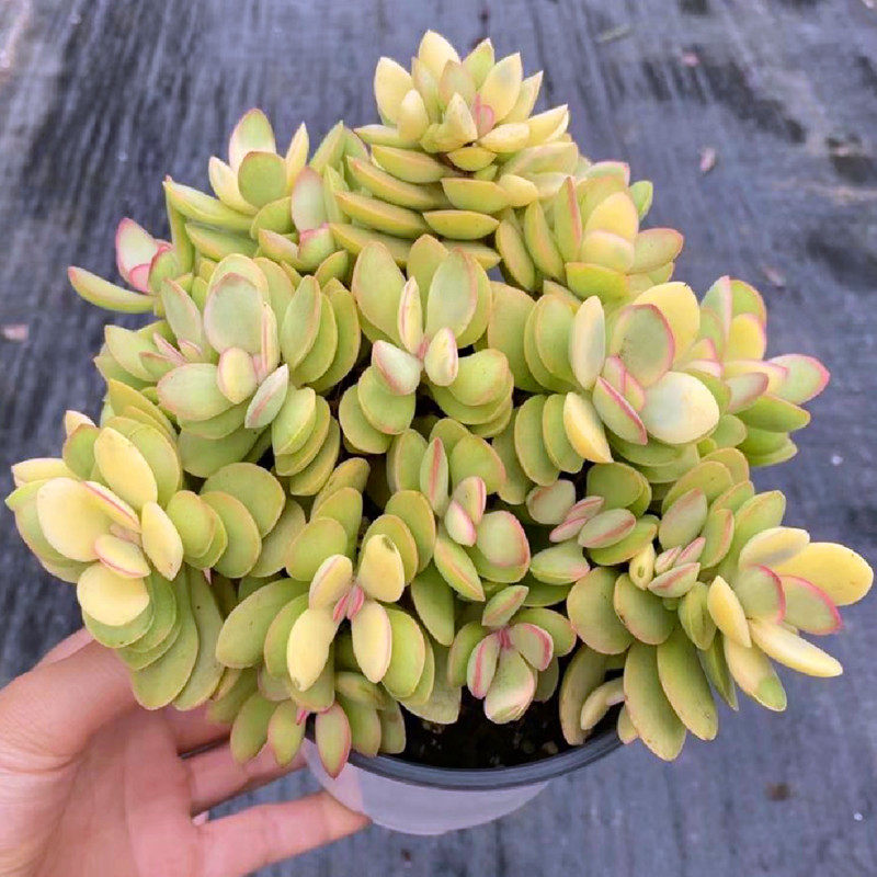 超大醉夕阳锦多肉植物稀有盆栽办公桌美观防辐射花卉精品阳台绿植