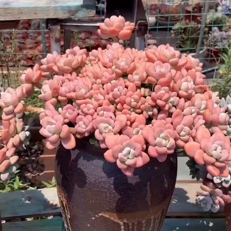 超大洛神老桩多肉植物稀有品种庭院阳台吸甲醛盆栽精品绿植花卉