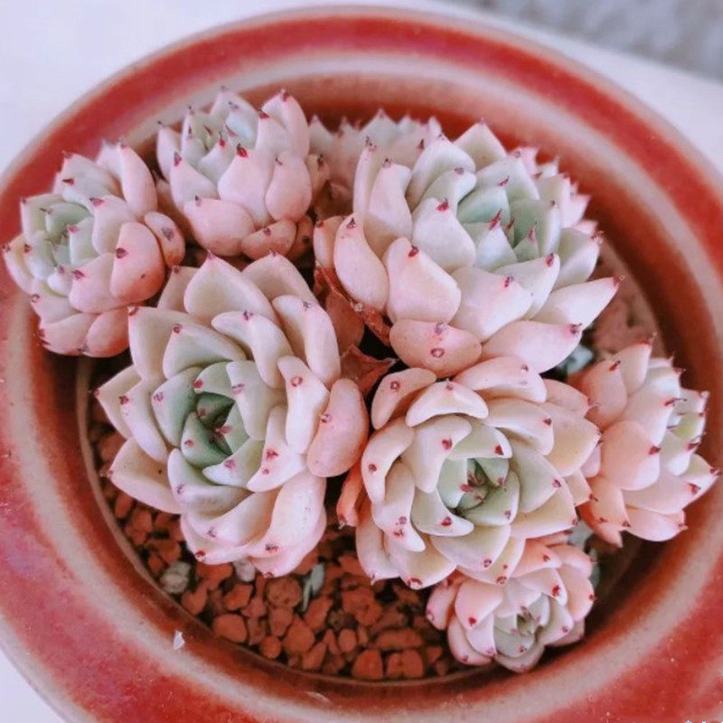 沙罗姬群生老桩多肉植物稀有品种室内阳台桌面防辐射花卉盆栽绿植