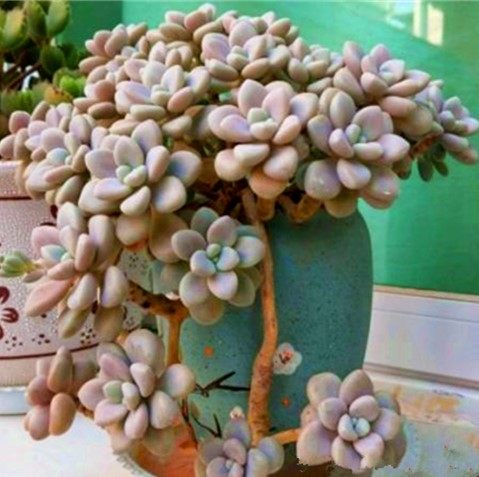 粉色艾伦老庄大颗好养多肉植物稀有品种室内阳台组合防辐射花绿植