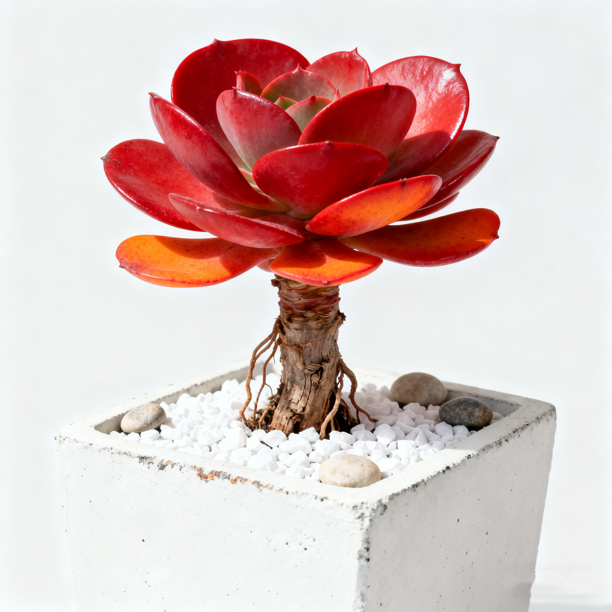 稀有大唐玫瑰多肉植物办公室阳台美观四季好养盆栽卉绿植精品花卉