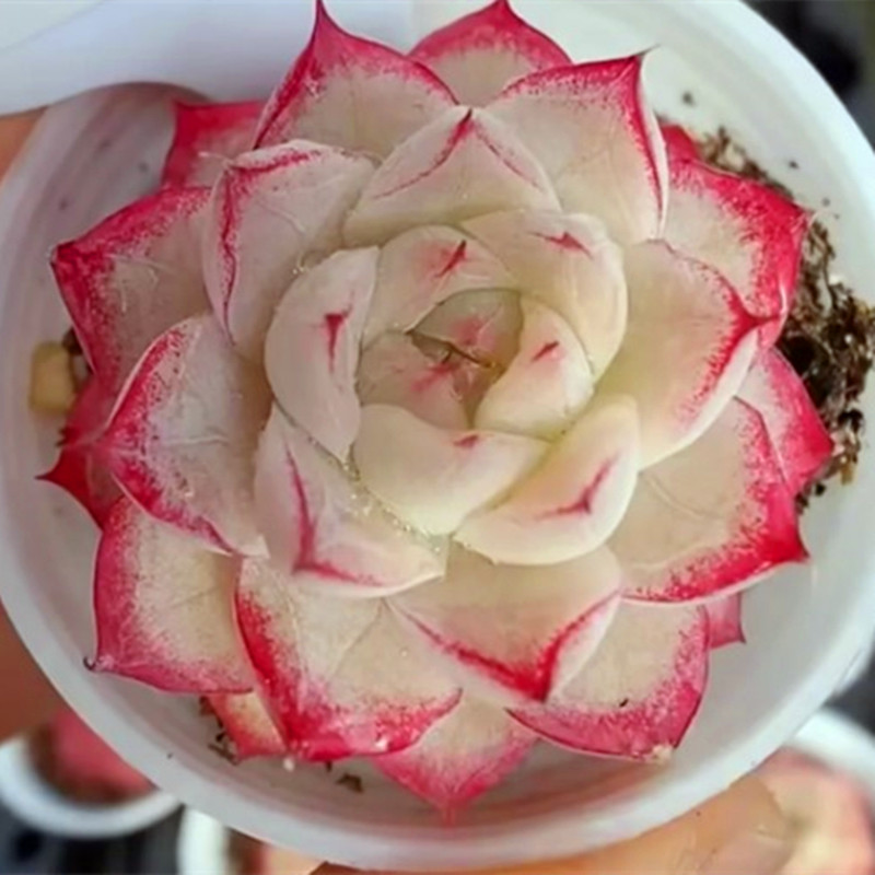 进口高级豪华精品多肉植物冰女王多肉植物室内阳台防辐射盆栽花卉