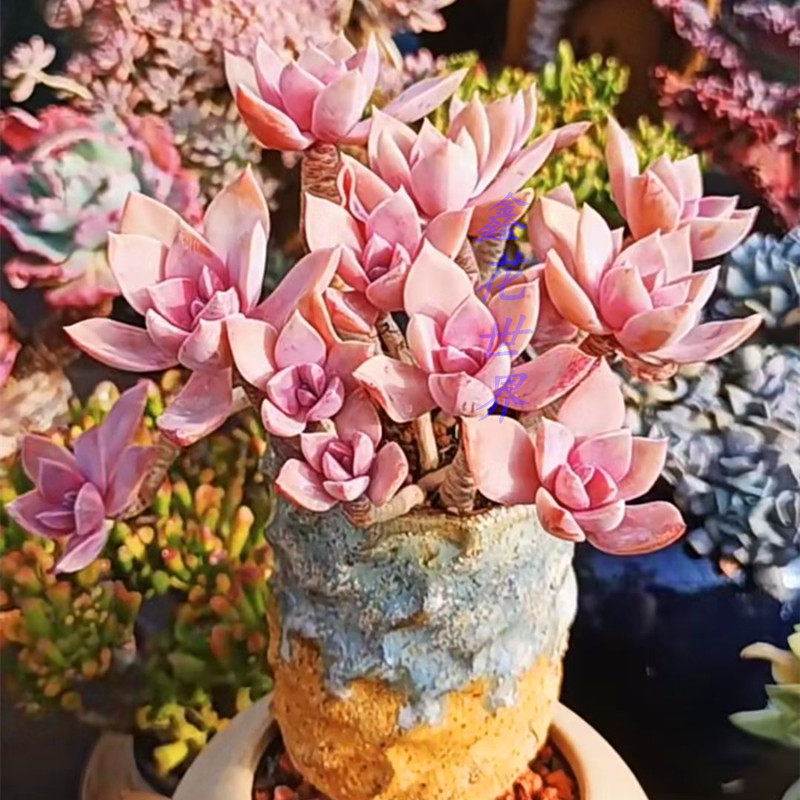 稀有精品多肉植物韩国初恋老桩办公室阳台美观净化空气盆栽绿植花