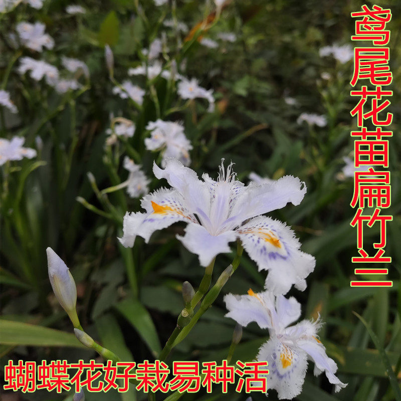 鸢尾花扁竹兰盆栽四季绿养易养活