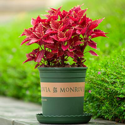 彩叶草盆栽五彩苏庭院四季绿植