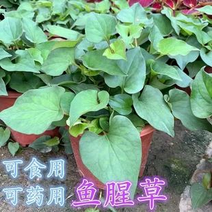 可食用鱼腥草盆栽芙蓉菊艾草臭草排骨草薄荷九层塔紫苏辣椒树种苗