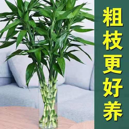 富贵竹水培植物办公室四季水养
