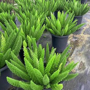 狐尾天门冬盆栽大苗室内阳台植物室外庭院植物造景四季常青好养活