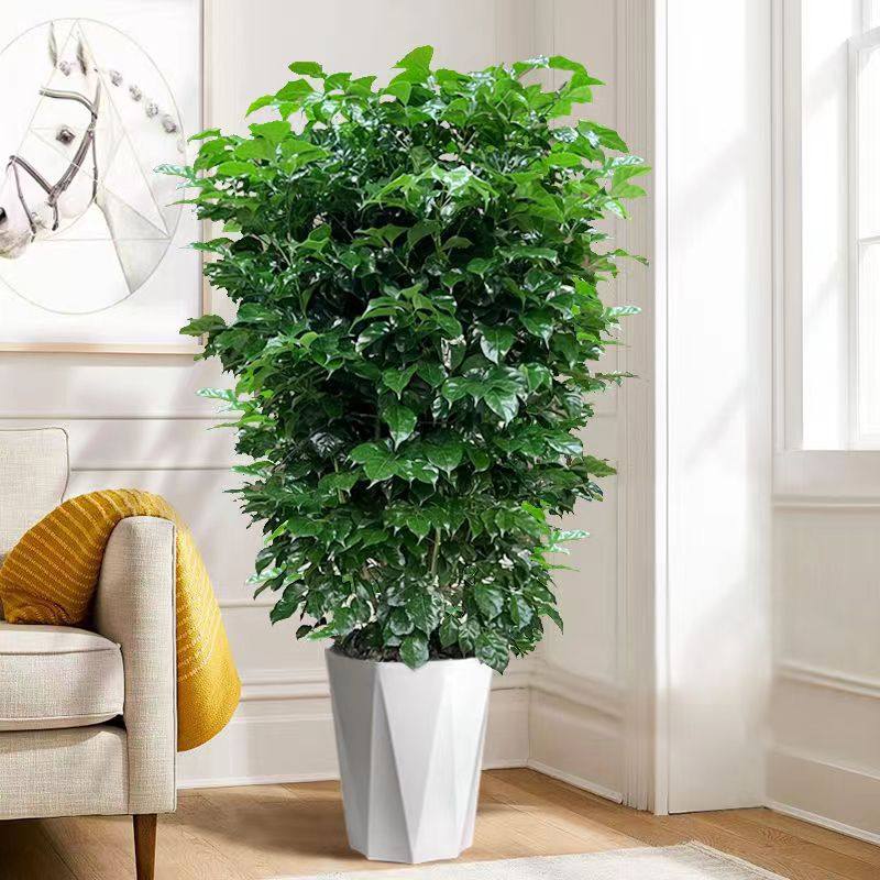 幸福树盆栽新家乔迁室内客厅办公室好养易活四季常青花卉植物绿宝,鲜花速递/花卉仿真/绿植园艺,绿植,淘宝优惠券,粉丝福利购,淘宝优惠卷