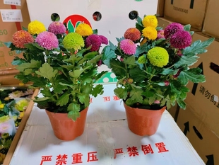 菊花盆栽苗带花苞乒乓球菊四季开花室内花卉植物小美庭院阳台绿植