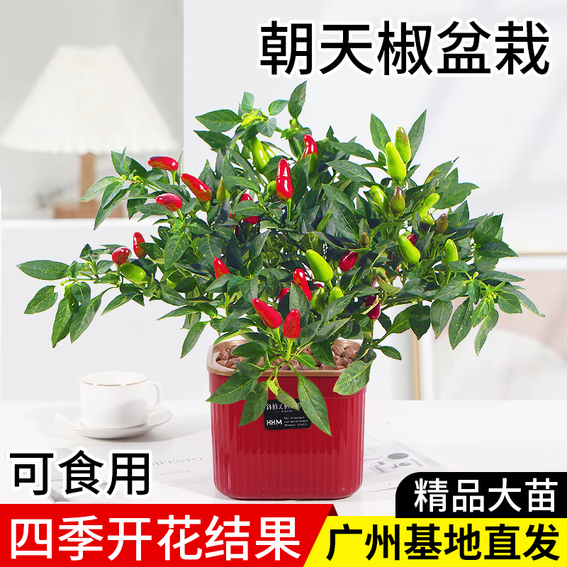 朝天椒盆栽四季结果可食用五彩椒