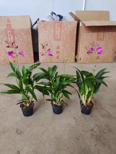 石斛兰盆栽带花苞花卉植物室内花