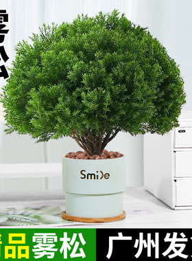雾松盆栽盆景绿植花卉室内客厅室外办公室桌面四季常青微景观植物