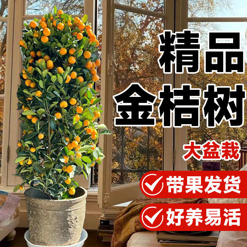 华盈园艺金桔树盆栽带果四季桔子树室内客厅办公室观果绿植花卉,鲜花速递/花卉仿真/绿植园艺,大型绿植/成品组合盆栽,淘宝优惠券,粉丝福利购,淘宝优惠卷