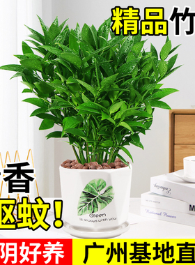 竹柏盆栽植物长寿竹室内四季常青耐寒绿植竹柏苗夏季水培绿植花卉