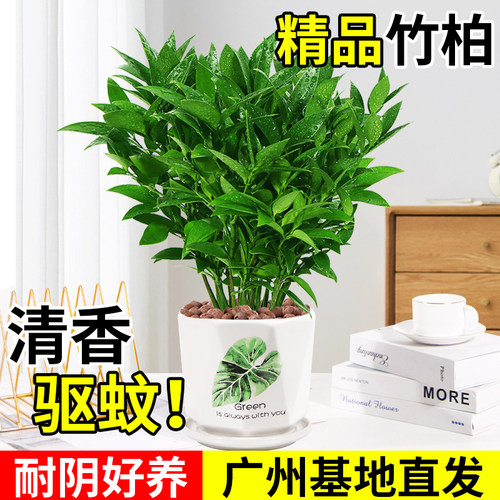 竹柏盆栽室内兴旺竹驱蚊绿植花卉