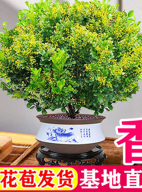 香水米兰花盆栽花卉绿植客厅室内老桩带花苞开花好养阳台植物树苗
