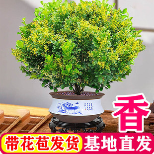 香水米兰花盆栽花卉绿植客厅室内老桩带花苞开花好养阳台植物树苗