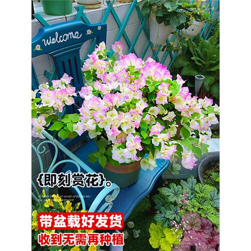 绿樱三角梅盆栽带花卉名贵绿植四季常青植物室内阳台耐寒多色老桩