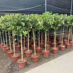 香水柠檬树树苗盆栽带果客厅绿植室内花卉耐寒耐热阳台庭院大植物