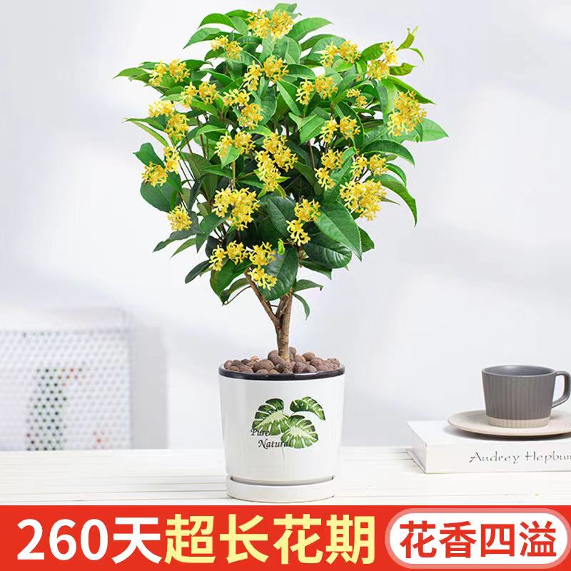 四季桂花浓香型盆栽带花苞好养树苗金桂室内庭院地栽阳台绿植花卉