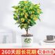 四季 桂花浓香型盆栽带花苞好养树苗金桂室内庭院地栽阳台绿植花卉