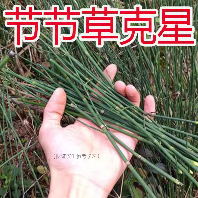 农药笔管草节节草专用除草剂烂根