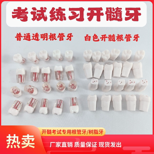 口腔技能考试练习仿真牙粒根管开髓牙树脂牙离体牙备牙种植牙模型