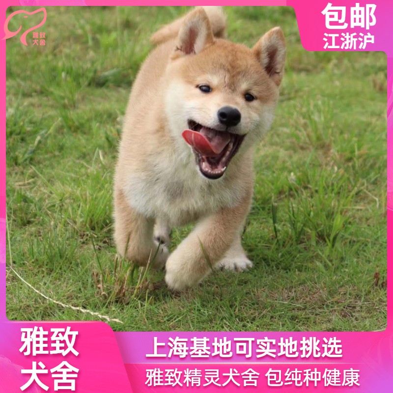 日本柴犬价格 日本柴犬图片 星期三