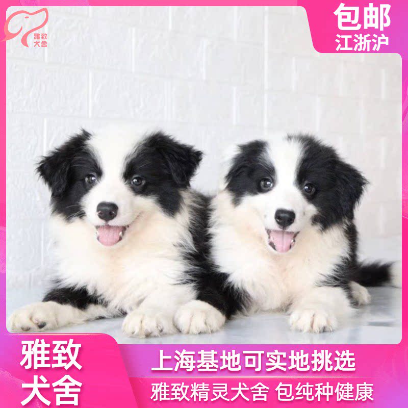 边牧纯种 活体 血统 边境牧羊犬 黑白 巧克力黑色 萨摩耶 犬舍