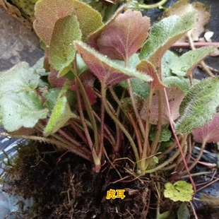中药材500g新鲜虎耳草榨汁滴耳金丝荷叶耳朵红高山虎儿草盆栽食用