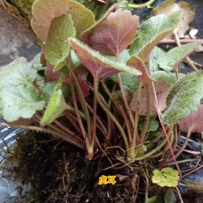 生鲜现采现发加冰保鲜贵州虎耳草